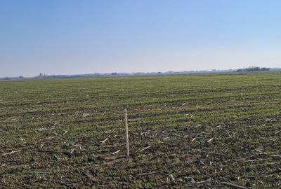 Proprietar vand teren in com. 1 Decembrie - 7