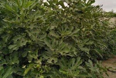 Casă cu 4 camere în Grivița - 1