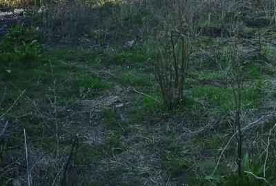 Casă cu 4 camere în Obârșia - 5