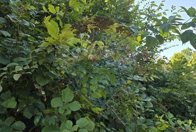 Teren 4,000mp Pascoaia / Soseaua Punctul Chiliilor - 8