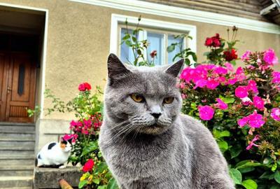 Teren de 4000 mp, în Bran - 10