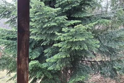 Casa de inchiriat Breaza de Sus in regim hotelier - 2