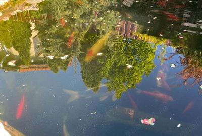 Vand casa in Giroc centru - 14