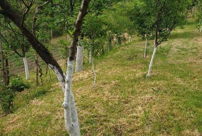 Casă în Orevița Mare - 5
