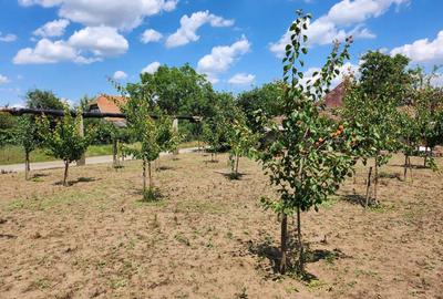 Casă cu 4 camere în Curtici - 1