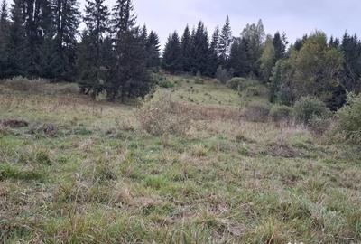 Teren de 6999 mp, în Panaci - 5