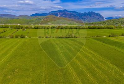 Teren agricol extravilan de 3000 mp, în Pănicel - 7