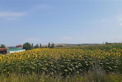 Teren agricol intravilan de 4971 mp, în Chiribiș - 1