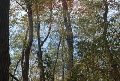 Teren de 15618 mp, în Sălard - 6