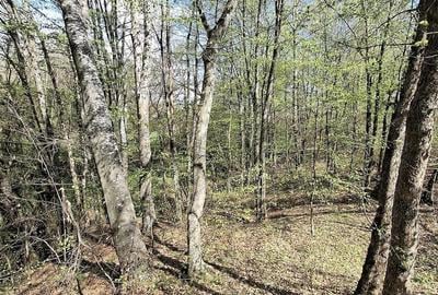 Teren de 5000 mp, în Valea Danului - 2