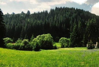 Teren intravilan si padure de brad 34.000 mp Varsag, Harghita - 7