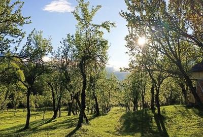 Teren superb, in mijlocul pădurii - 12