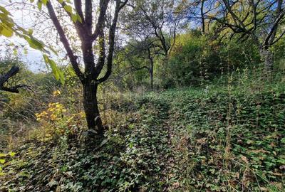 Resita Casa cu Teren privat 4670 Mp. - 13