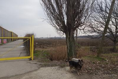 Glina, str. Morii, teren intravilan 10000 mp - 2