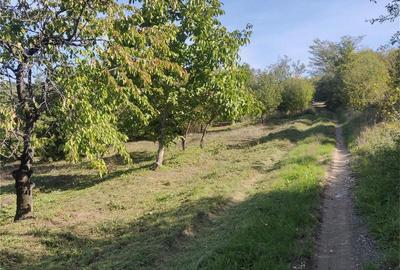 Teren de 1500 mp, în Podgoria - 6