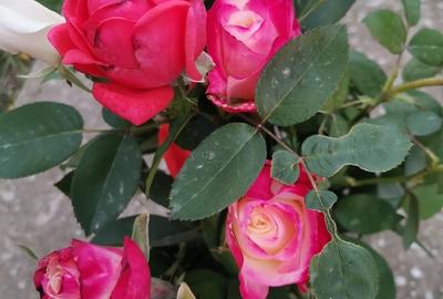 Cosereni, Ialomita - 13