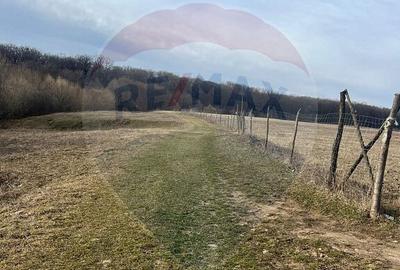 Teren 2925 mp comuna Mitocu Dragomirnei - 12