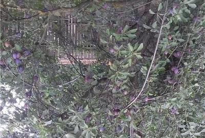 Casă cu 4 camere cu Teren 6.8 Mp în Glodeanu-Siliștea - 7