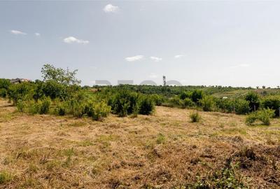 Teren de 1200 mp, în Paleu - 3