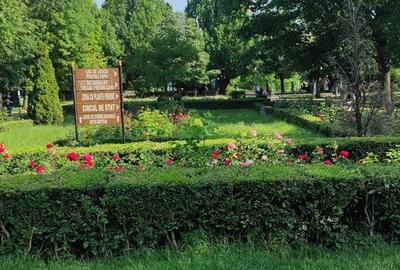 Tei, Parcul Circului - 3