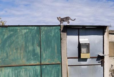 Vand casa cu gradina - 2