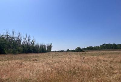 Teren agricol cu potential - 24.834 mp, zona Podul Jiului - 14
