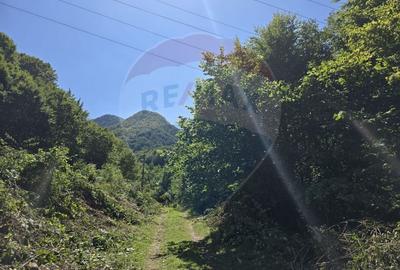 Teren 4,000mp Pascoaia / Soseaua Punctul Chiliilor - 6