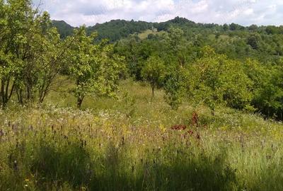 Teren de 3600 mp, în Aluniș - 10