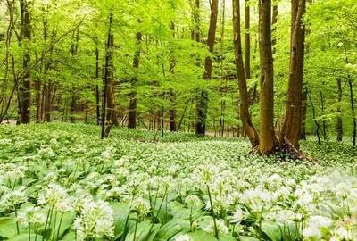Spațiu comercial, în Panticeu - 1