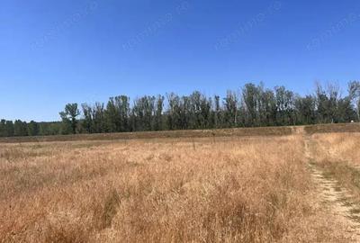 Teren agricol cu potential 24.834 mp, zona Podul Jiului Teren agricol cu potential 24.834 mp, zona Podul Jiului - 3