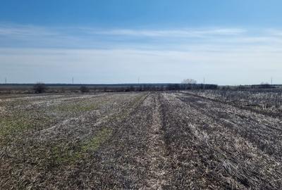 Teren agricol intravilan de 10000 mp, în Snagov - 8