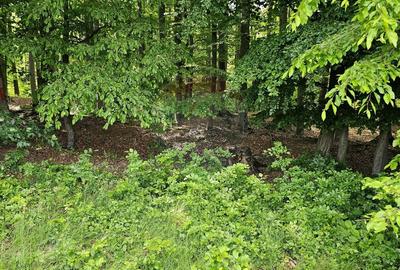 Teren agricol extravilan de 7000 mp, în Ilișești - 32