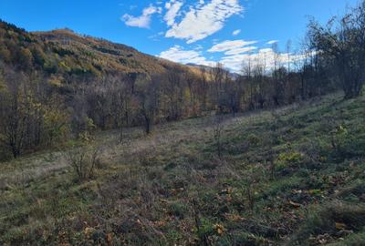 Teren de 3200 mp, în Valea Doftanei - 14
