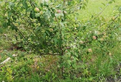 Teren de 2350 mp, în Burdujeni - 3