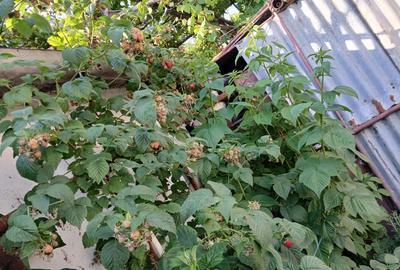 Casă cu 4 camere în 14 Mai - 4