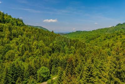 Teren extravilan de 14400 mp, în Cheile Râșnoavei - 10