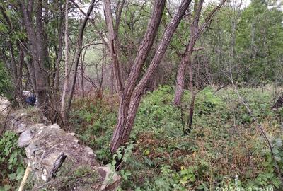 LOC de CASA cu TEREN INTRAVILAN în Banatul de munte. - 2