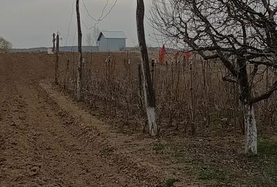 Spațiu comercial, în Drăgășani - 6