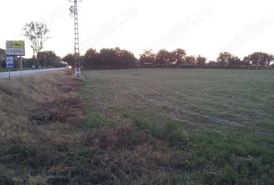 Teren de 8400 mp, în Cărpiniș - 2
