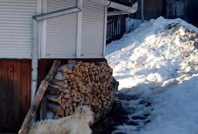 Vand casa batraneasca locuibila, in zona de munte, Apuseni&Teren Pret:3euro m 6400m, com. Scarisoara - 4