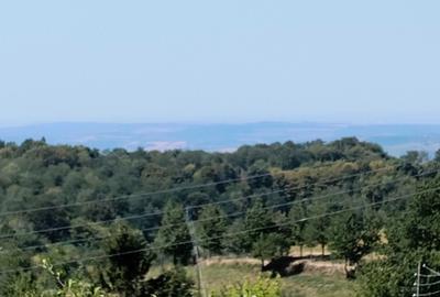 Teren de 15090 mp, în Saca - 6