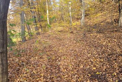 Vand teren cu padure la 5 km de Curtea de Arges,zona deal-munte,zona superba - 8