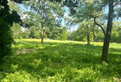 Teren de 10000 mp, în Vicovu de Sus