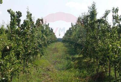 Vanzare teren Livada - Ferma Arges - Izbasesti / DN 142 l... - 3