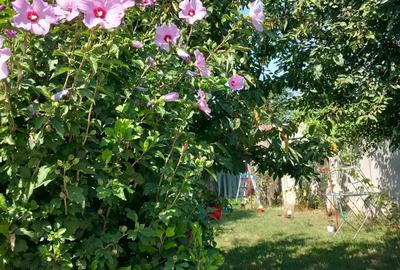 Casa bariera valcii-Craiova - 4