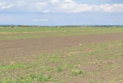 Teren de 5000 mp, în Cocorăștii Colț - 3