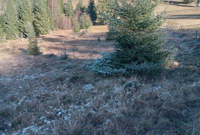 Teren de 10000 mp, în Arieșeni - 1