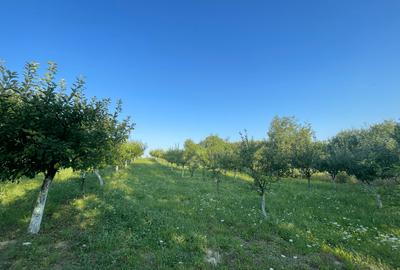 Teren de vanzare la 20 km de Baia Mare - 7