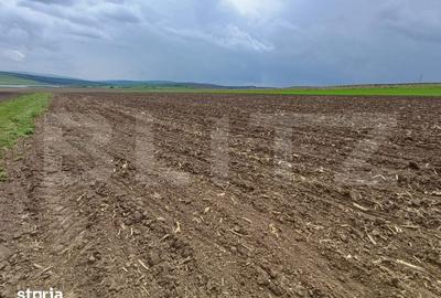 Teren de 5000 mp, în Bosanci - 4