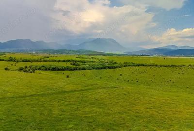 Teren de 10800 mp, în Râșnov - 4